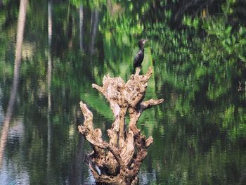 Close-up of bird perching on tree trunk by lake