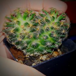 High angle view of potted cactus plant