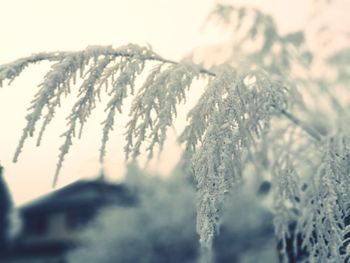 Close-up of grass against sky