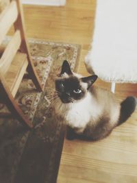 Cat resting on wooden floor