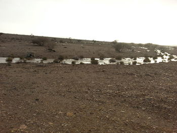 Flock of sheep on field against clear sky