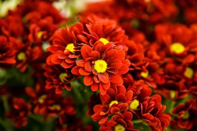 Close-up of red flowers blooming outdoors