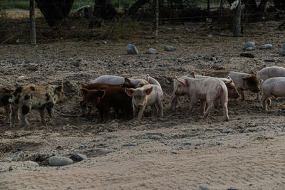 Herd of sheep in a field