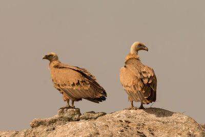 Bird perching on rock against sky