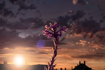 Low angle view of silhouette tree against sky during sunset