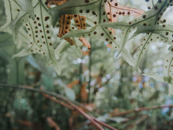 Close-up of leaves on tree