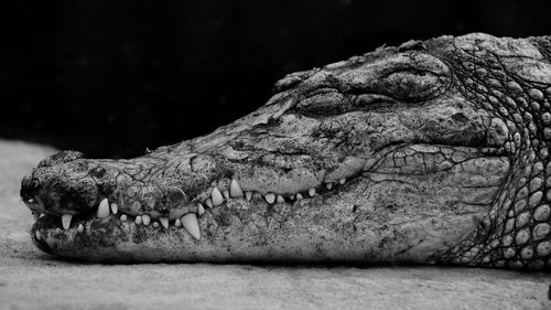 Close-up of crocodile