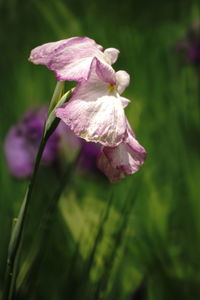 Close-up of wilted flower