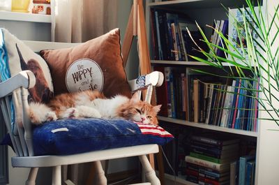 Cat relaxing on shelf at home