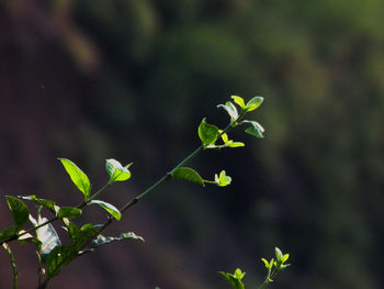 Close-up of green leaves on plant