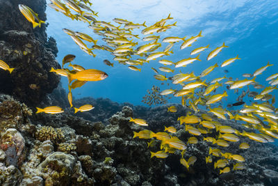 A shoal of yellow snappers at the great barrier reef