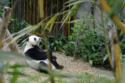Panda at zoo