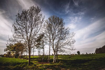 Low angle view of bare trees on field against sky