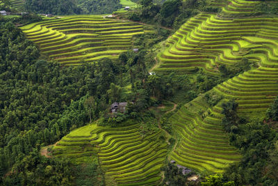 Scenic view of agricultural field