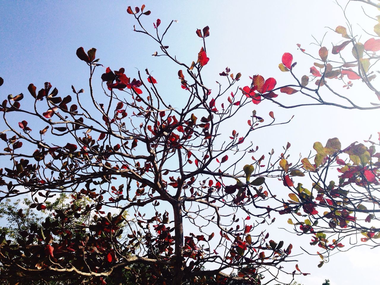 low angle view, tree, flower, branch, clear sky, growth, freshness, sky, fragility, nature, beauty in nature, pink color, blossom, blue, blooming, day, outdoors, high section, street light, in bloom