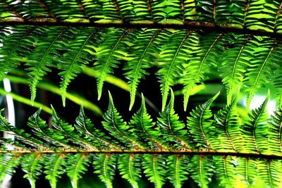 Close-up of fern leaves