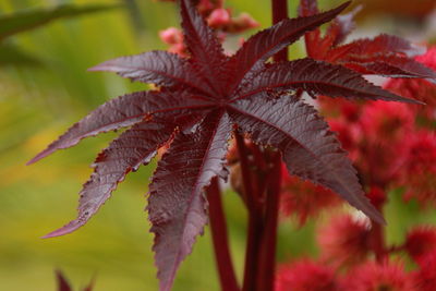 Close-up of maple leaves