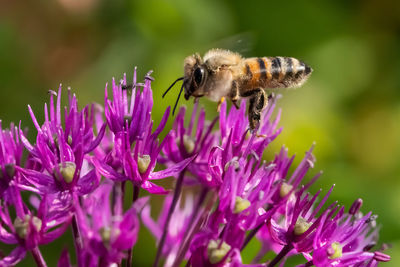 Close-up of butterfly pollinating on purple flower