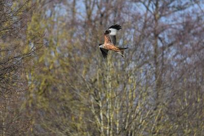 Low angle view of red kite flying