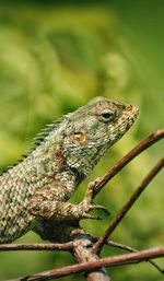 Close-up of a lizard