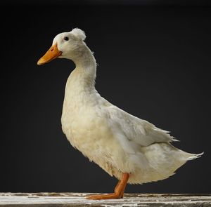 Close-up of a bird against black background