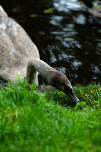 Close-up of a bird