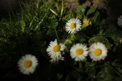 Close-up of white daisy flowers