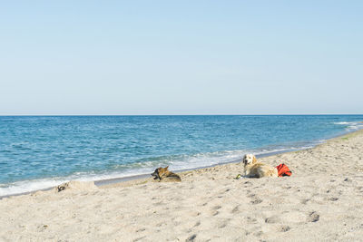 Scenic view of dogs on beach against clear sky