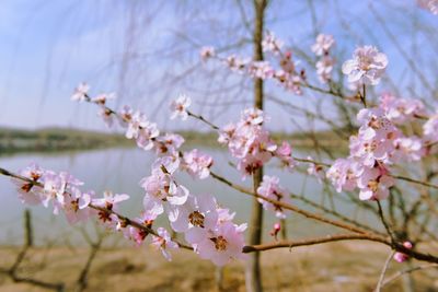 Close-up of cherry blossoms