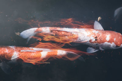 Close-up of koi carps swimming in sea