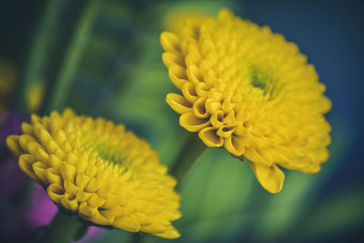 Close-up of yellow flowering plant