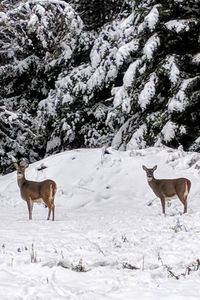 Horses standing on snow covered landscape