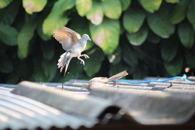 View of bird flying