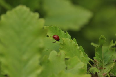 Close-up of ladybug on plant