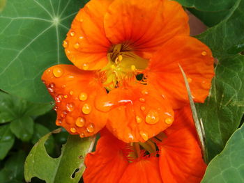Close-up of orange hibiscus blooming outdoors