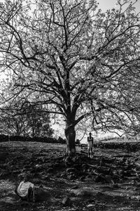 Bare trees on field