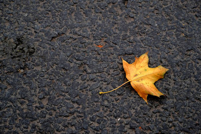 High angle view of maple leaf on road
