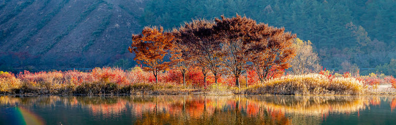 Trees by lake during autumn
