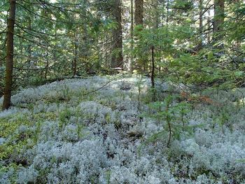 Trees growing in forest