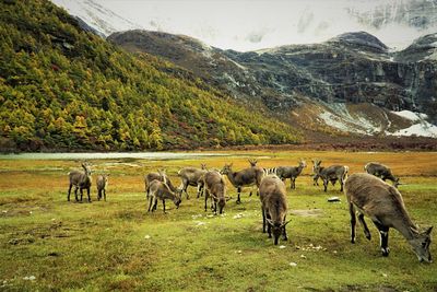 A herd of gorals grazing in a field