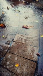 Reflection of trees in puddle