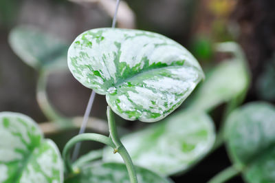 Close-up of raindrops on green leaf