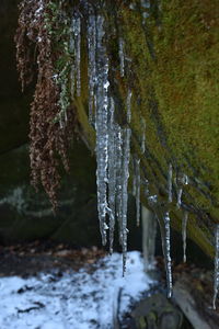 Close-up of icicles on tree during winter