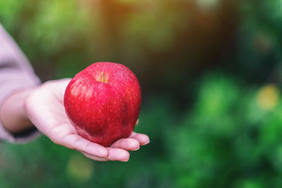 Close-up of hand holding apple