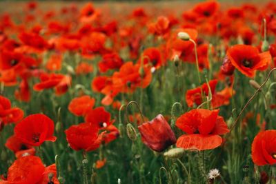 Close-up of red poppy flowers