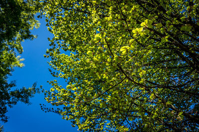 Low angle view of trees