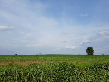 Scenic view of field against sky
