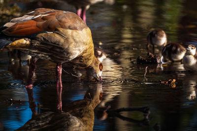 Ducks in a lake