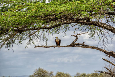 African fish eagle in a tree in selous national park