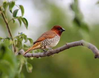 Close-up of bird perching on branch